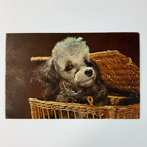 Vintage Poodle in Basket Dog Photo Postcard