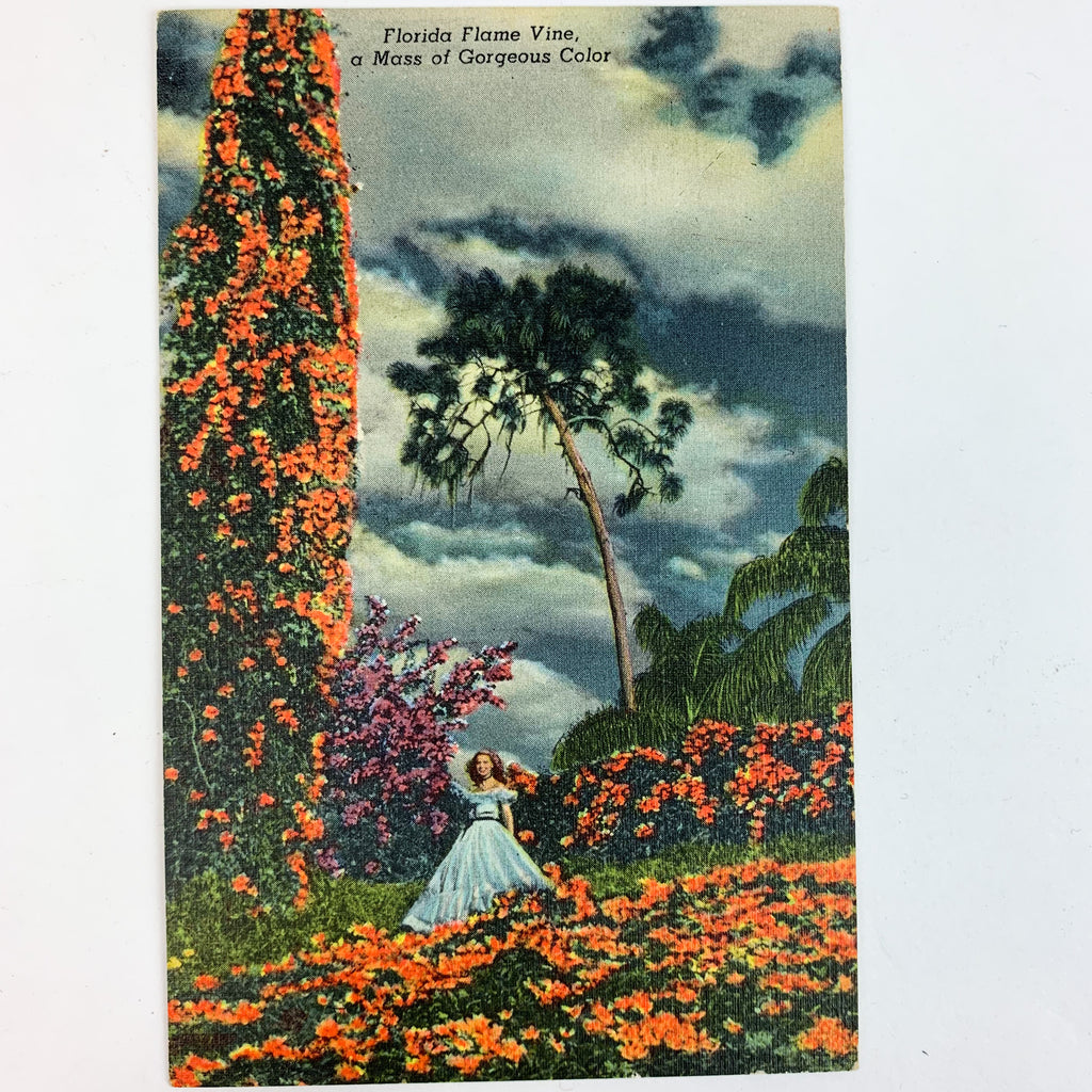 Vintage Florida  Cypress Garde Flame Vine Mass of Gorgeous Color Linen Postcard