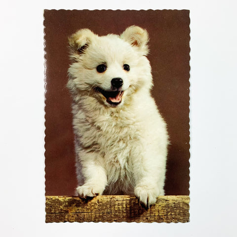 Samoyed Dog Vintage Hallmark Postcard