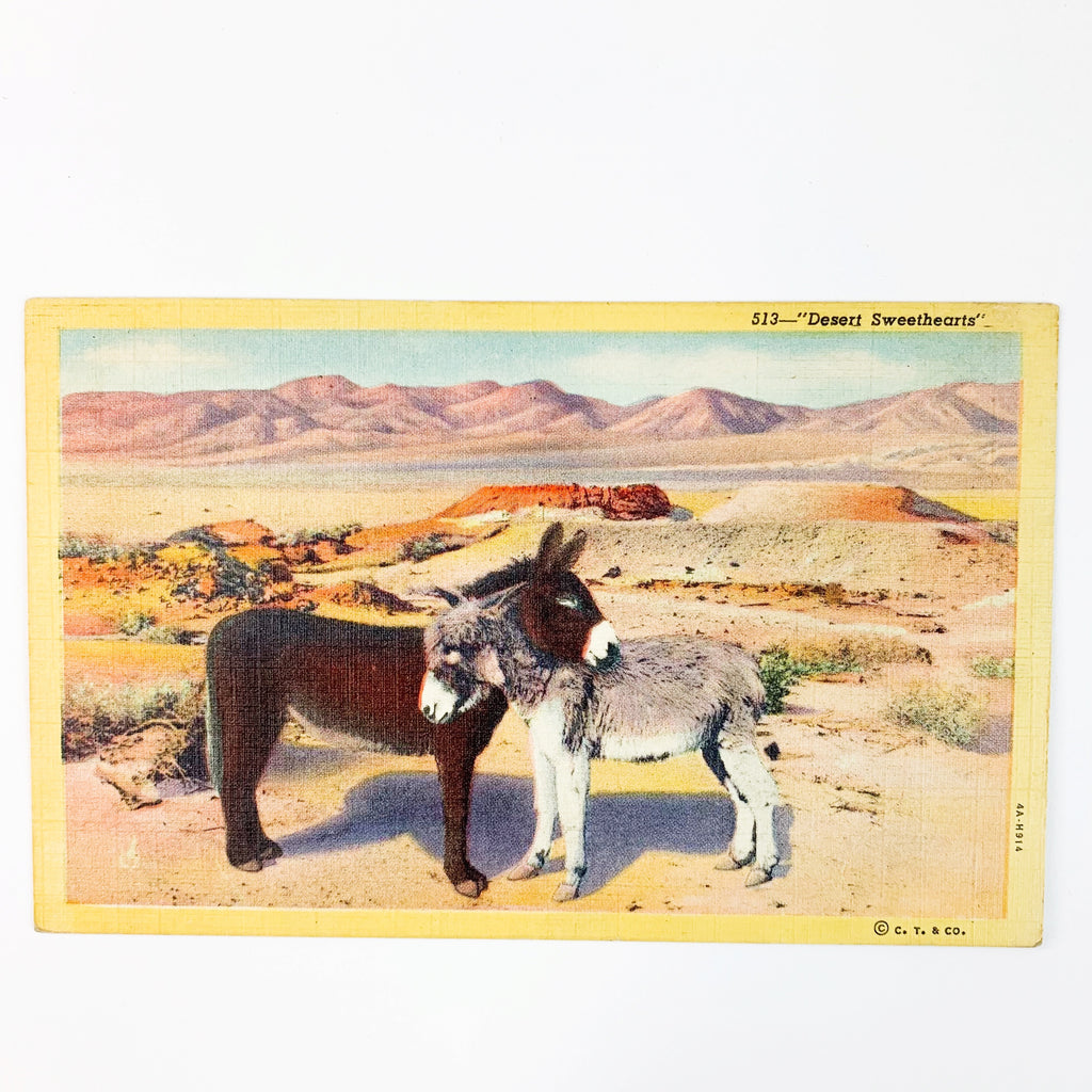 Desert Sweathearts Two Burros Desert Growth Mountains Linen Postcard