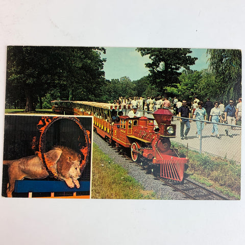 Zooline Railroad Forest Park in Saint Louis Missouri Lion Postcard