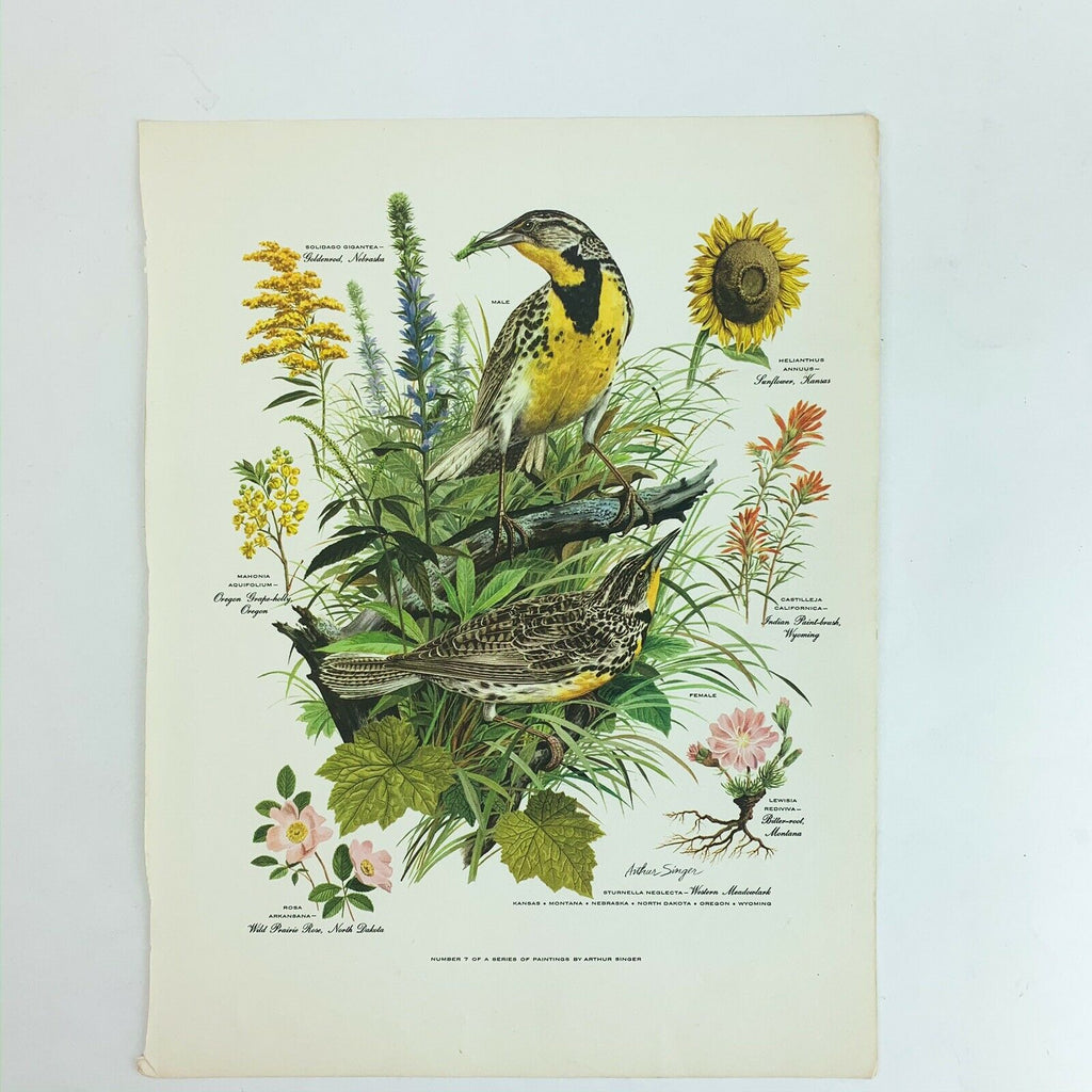 Vintage Arthur Singer Bird Prints Number 7 of a Series
