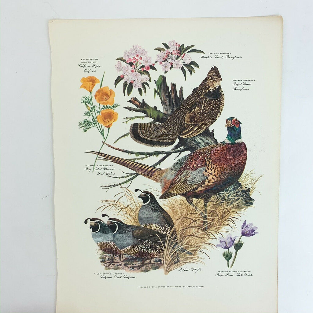 Vintage Arthur Singer Bird Prints Number 3 of a Series