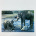 Elephants Playing in the Water Alaska Zoo Anchorage Postcard