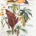 Vintage Arthur Singer Bird Prints Number 8 of a Series