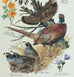 Vintage Arthur Singer Bird Prints Number 3 of a Series
