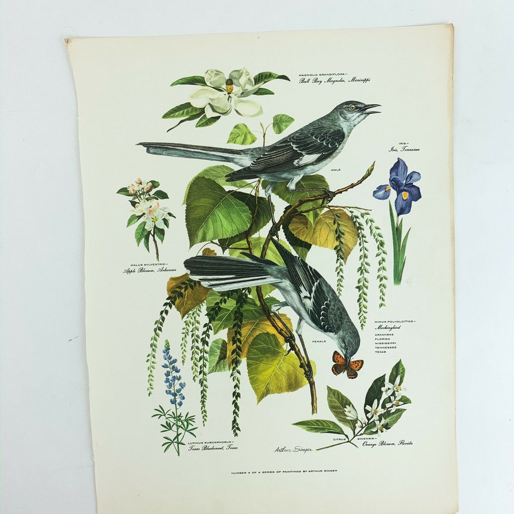 Vintage Arthur Singer Bird Prints Number 4 of a Series