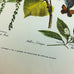 Vintage Arthur Singer Bird Prints Number 4 of a Series