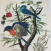Vintage Arthur Singer Bird Prints Number 2 of a Series