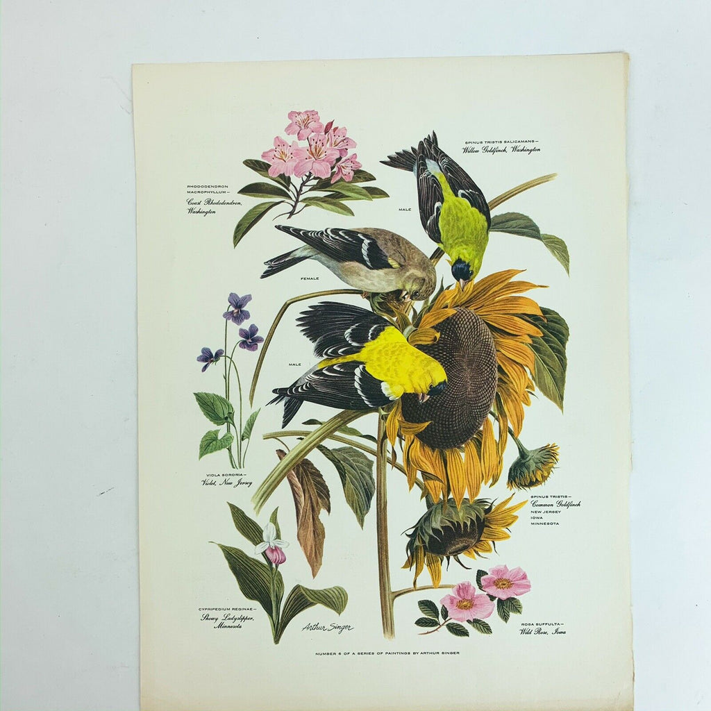 Vintage Arthur Singer Bird Prints Number 6 of a Series
