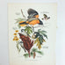 Vintage Arthur Singer Bird Prints Number 8 of a Series